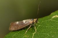 Incurvaria masculella