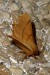 Ennomos erosaria