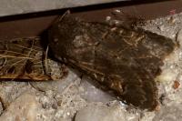 Tholera cespitis