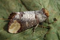 Phalera bucephala
