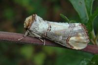 Phalera bucephala