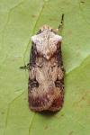 Agrotis puta