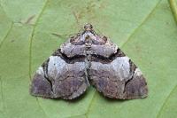 Anticlea derivata