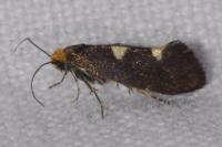 Incurvaria masculella