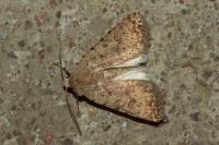 Caradrina clavipalpis