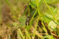 Adela reaumurella
