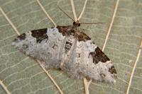 Xanthorhoe fluctuata