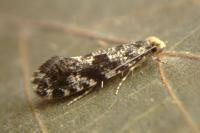Nemapogon