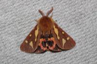 Arctia testudinaria