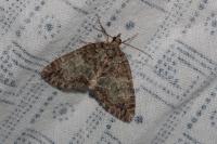 Hydriomena impluviata