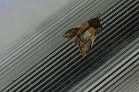 Notodonta ziczac