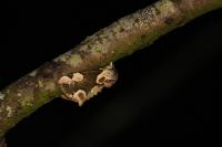 Thyatira batis
