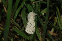 Spilosoma lubricipeda