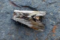 Harpyia milhauseri