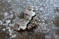 Anticlea derivata