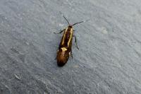 Esperia sulphurella