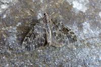 Thera britannica/obeliscata/variata