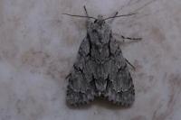Acronicta psi