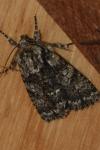 Acronicta rumicis