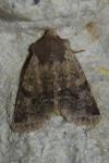 Spudaea ruticilla