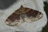 Xanthorhoe ferrugata/spadicearia