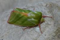 Pseudoips prasinanus