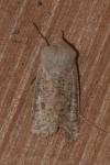 Orthosia gracilis