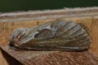 Korscheltellus lupulinus