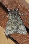 Acronicta megacephala