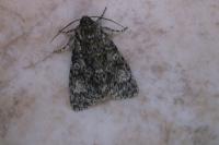 Acronicta megacephala