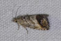 Cydia splendana