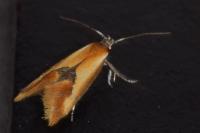 Batia lambdella