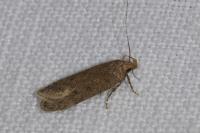 Bryotropha desertella/politella/terrella