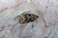 Cnephasia