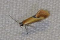 Batia lunaris