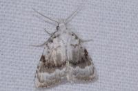 Meganola albula