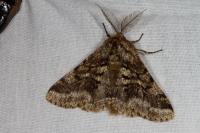 Lycia hirtaria