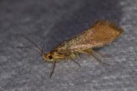 Crassa unitella