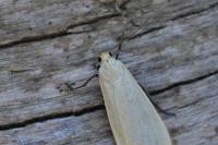 Wittia sororcula