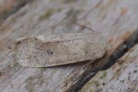 Orthosia cruda