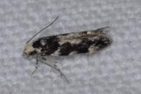 Parachronistis albiceps