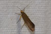 Crassa unitella