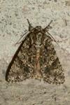 Acronicta rumicis