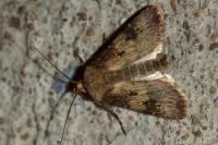 Agrotis puta