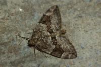 Thera britannica/obeliscata/variata