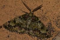 Cleorodes lichenaria