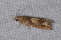 Eucosma conterminana