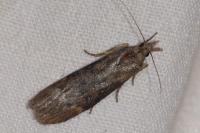 Lamoria anella