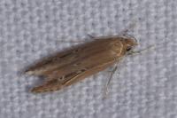 Limnaecia phragmitella