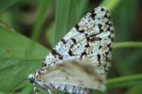 Fagivorina arenaria